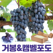 거봉 캠벨 캠벨 포도 혼합포도 캠벨포도 켐벨포도 캠밸포도 포도3kg 1kg 2kg 3kg 5kg 10kg, 2.프리미엄 거봉포도 3-4수 (약2kg)