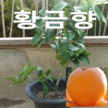 (D소망)황금향묘목 3년생(화분) 1그루 황금향귤나무
