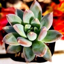 그린이 키우기 물이 들면 예뻐지는 다육식물026 랜덤, 단품