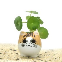 수초-고양이포트 워터코인-귀여운 수족관 장식, 없음
