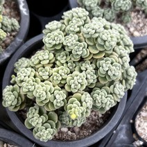 올식스 아이크라손 둥근분 수입 다육 식물 다육이 키우기