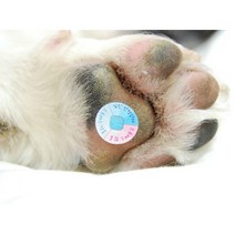 [RAβ4] 강아지 고양이 스트레스측정패치 (4ea) 캣패치 애견 패치 펫패치 ▷_6β840Ea, β옵션없음, 옵션무[#@$]
