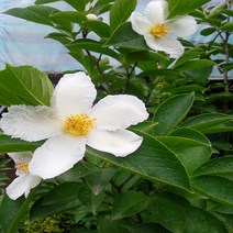 NS노각나무 실생2년(특)뿌리묘(5주묶음), 5개