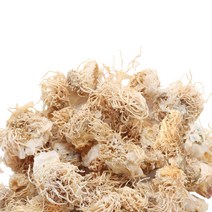 동의한재 국산 파뿌리 총백 대파뿌리 3kg, 1개