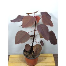 [나랑너랑꽃]유포르비아 - 코티니폴리아 (초코리프)