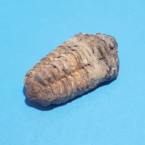 삼엽충 화석(보관케이스 포함)