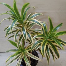 성심꽃농원 [성심꽃농원] 송오브인디아_60cm_179, 1개