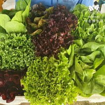 이순례농장) 당일수확 당일배송! 유럽샐러드 7-8종!! (버터헤드 프릴라이즈 파게로 이자벨 미니로메인 카이피라 그린글레이스 오비레드 루비고 등) 유러피안채소 다수구성!, B. 일반채소&유럽채소의 콜라보 950g
