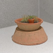 베트남토분 모스 로우팟 마이플랜트