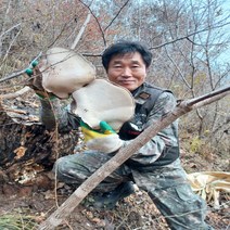 야생자연산 잔나비걸상버섯즙110mlx60포
