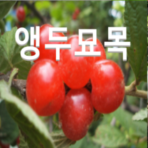 (성실농원)앵두묘목 100센치(분) 1그루