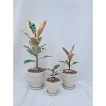 수채화 고무나무, 쉬즈베리아나, 식물만 구매, 소형
