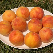 햇사레 장호원 황도복숭아 4kg (14-16과), 단품없음