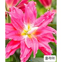 겹백합 줄리아 구근 5구, 1개