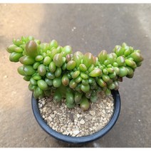 [별이네 다육] 다육식물 송록 철화