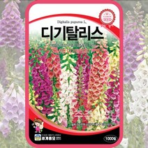 디기탈리스 1000립 / 씨앗 종자 꽃씨 화단 꽃밭 정원