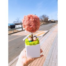 스칸디아모스 토피어리 화분 집들이 개업용 선물 캘리그라피화분, 클래식블루(남색)