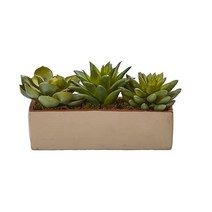 Nearly Natural 혼합 다육 식물 1개 화분 17.8cm7인치 그린 USA 미국, 5