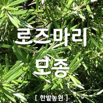채소 모종 ~ 각종 묘종. 베란다 텃밭 세트 공기정화식물 허브 씨앗 채소모종 ~, H103 로즈마리 모종 1개