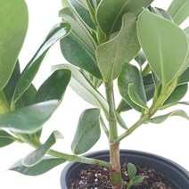 크루시아(중) 실내공기정화식물 공기청정식물 크루시아키우기 크루시아 크루시아키우기 집에서키우는식물 집에서키우기쉬운식물 그늘에서잘자라는식물;joo:na, ※­선택:상품선택▣