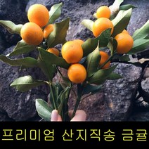 노지감귤 귤 제주귤 작은귤 한라봉 제주귤 귤청 제주도감귤체험 귤효능 청귤 금귤1kg 낑강 청귤청만들기 황금귤 �, 상세페이지 참조, 특급 금귤 5kg