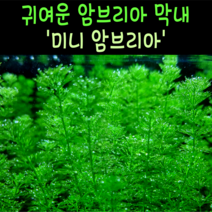 [비바소녀] 암브리아 막내 미니 암브리아 (4촉)