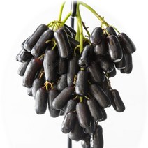 프리미엄 고당도 블랙사파이어 포도 가지포도 씨없는 포도, 2.5kg, 1개