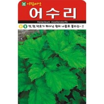 AR 어수리(50립) 산채종자 씨앗, 1개