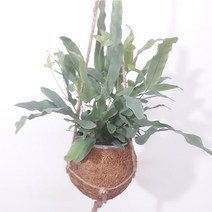 블루스타펀 그늘에서잘자라는 반음지 잘안죽는 집에서키우는 실내 공기정화 식물 블루스타 고사리 행잉 벽 걸이 야자 라탄 화분 바구니 2종, 야자 바구니