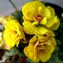 [초화]옥살리스(사랑초)-더블옐로