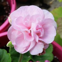 [초화류]유럽제라늄(로즈버드계)-볼드프린세스