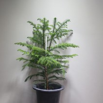 [나인에잇틴]아라우카리아 중품 공기정화 트리용, 1개