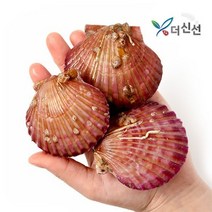 [더신선] 통영 활 가리비 3kg / 산지직송, 단품