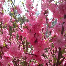 매화나무 매화꽃나무, 옥매화2년생