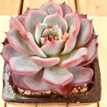 아우렌시스 다육식물 화분별도1-30 랜덤발송, 단품