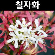 칠자화 나무 묘목 H1.5m 다간형 분묘1개/정원수 조경수, 1개