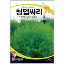청뎁싸리 1g /관상용 야생화 텃밭 키우기 봄 꽃씨 종자 씨앗