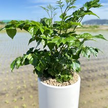 해피트리 행복나무 공기정화, 1개