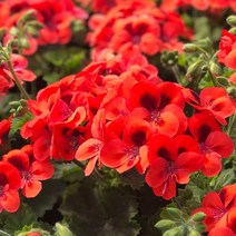 [어린모종]제라늄(영양계-리갈) : 8cm분, 오렌지 글로우, 1개