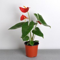 가꾸지오 공기정화식물 먼지제거 천연가습 포트식물F, 포트식물F-안시륨(중)