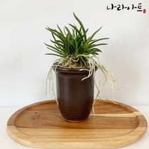 나라아트 풍란 동양란 난화분 모음, 08. 소엽란(대품)