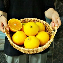 제주직송 고당도 제주 서귀포 황금향, 1개, 2kg, 소과(흠집 조금 있음)