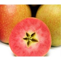 사과나무묘목 속빨간사과 엔부 접목묘(SJ)