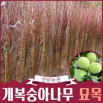 개복숭아나무 묘목 1년생