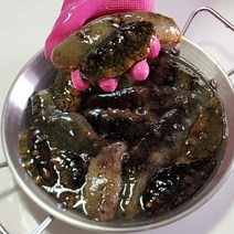 통영에서직송하는자연산해삼1kg, 자연산해삼1kg
