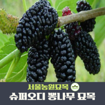 서울농원묘목/슈퍼오디나무 묘목 뽕나무 접목1년 특용수 약용수