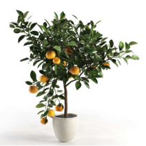 대성식물 귤나무 귤나무키우기 과실수, 1개