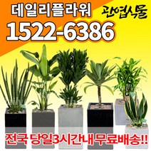 개업축하화분배달 개업식 인테리어식물 집들이 선물 금전수 스투키 산세베리아 만냥금 뱅갈고무나무 떡갈나무 알로카시아 소철 극락조 파키라 거실화분 실내화초, (선택68)아가베