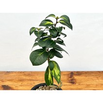 오!플랜트 (단일상품)무늬동백 무안중투4 무늬동백나무, 1개