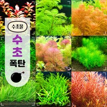 [수초몰] 수초폭탄 총 30촉 / 초보 수초 구피 어항 물고기 금붕어 열대어, 중후경수초5종 30촉